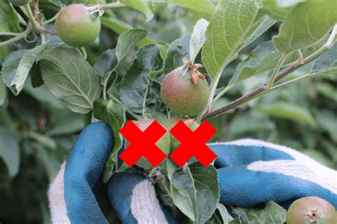 Image result for Codling Moth Control