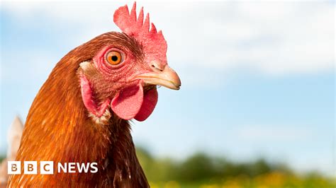 Image result for Chickens Getting Slaughtered