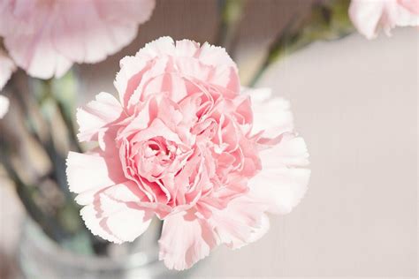 Behind Every Hue: Carnation Flower Color Meanings Explained - Petal ...