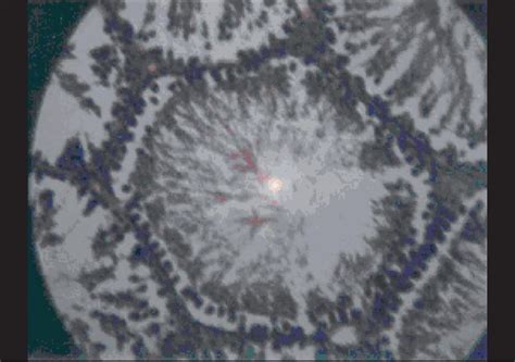 Effects of Cynodon dactylon on stress-induced infertility in male rats ...