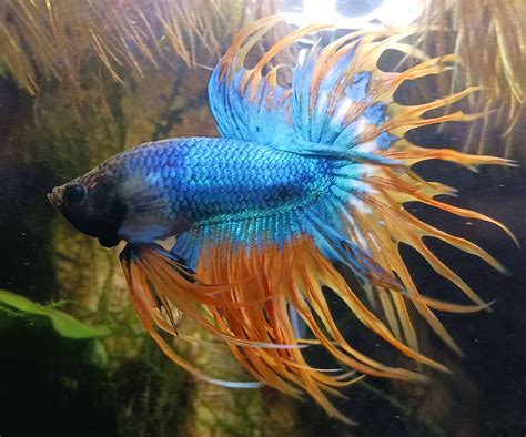 [FS] Clovis, NM - $50 - Crowntail Betta + established 5 Gal tank w ...