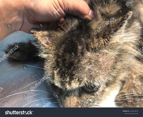 Cat Medicine Sarcoptic Mange at Carmina Cox blog