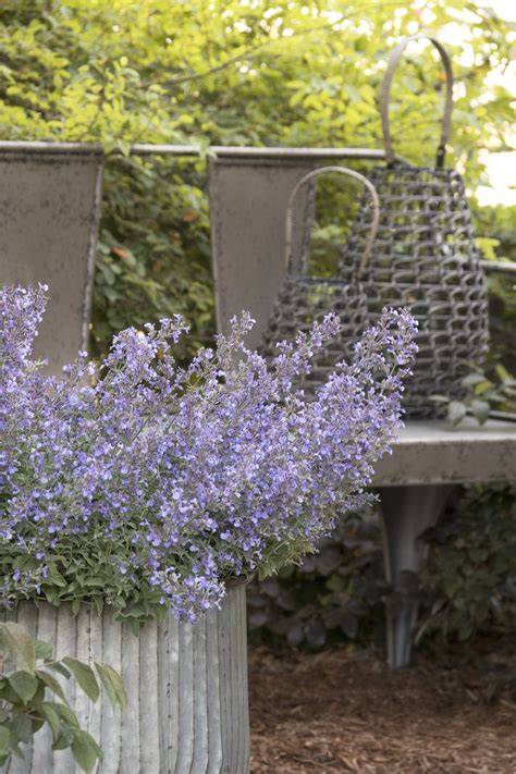 Junior Walker™ Catmint, Nepeta x faassenii 'Novanepjun' PP #23,074