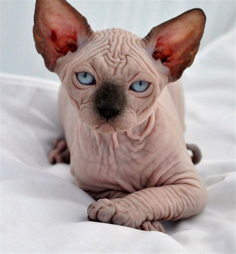 Photo Gallery - Indigo Sphynx Kittens - Canadian Sphynx Cat Breeder ...