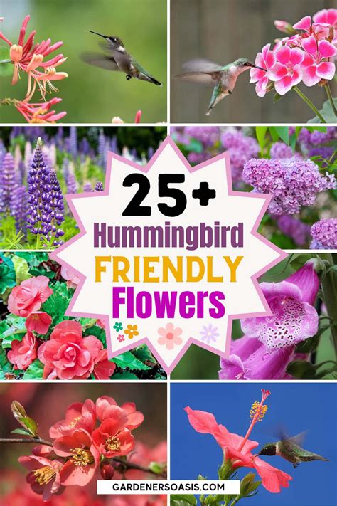 Hummingbird Plants: 25+ Of The Best Flowers That Attract Hummingbirds ...