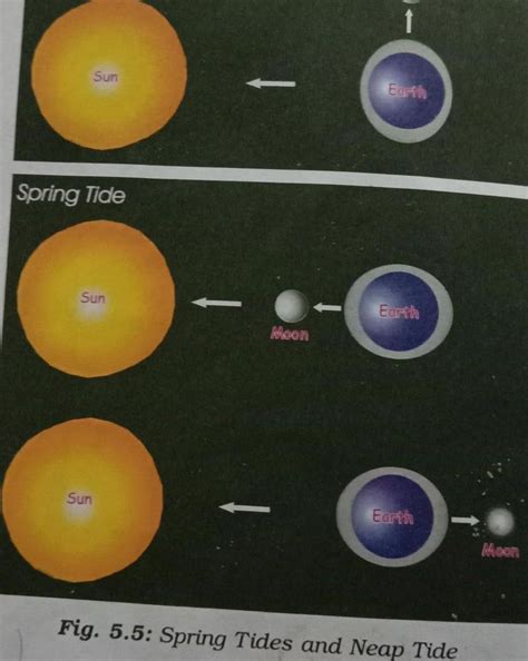 Draw a diagram of Spring Tides and Neap Tide - Brainly.in