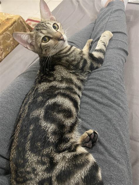 Classic Tabby Bengal Mix How Can You Tell If Your Cat Is A Tabby Or A