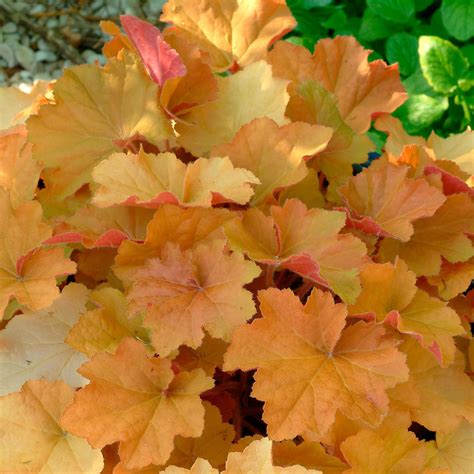 Heuchera x villosa 'Caramel' PP16560 Coral Bells - Qt. – Evergreen ...
