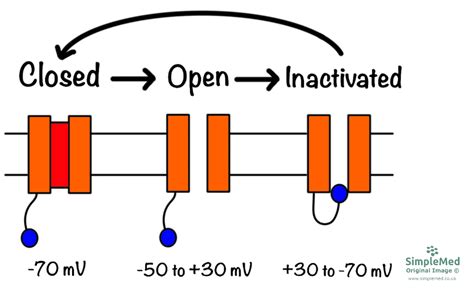 Action Potential Simple Steps 的图像结果