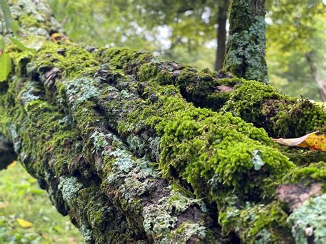 Scouting Your Landscape: Signs & Symptoms of Plant Disease, 8109 ...