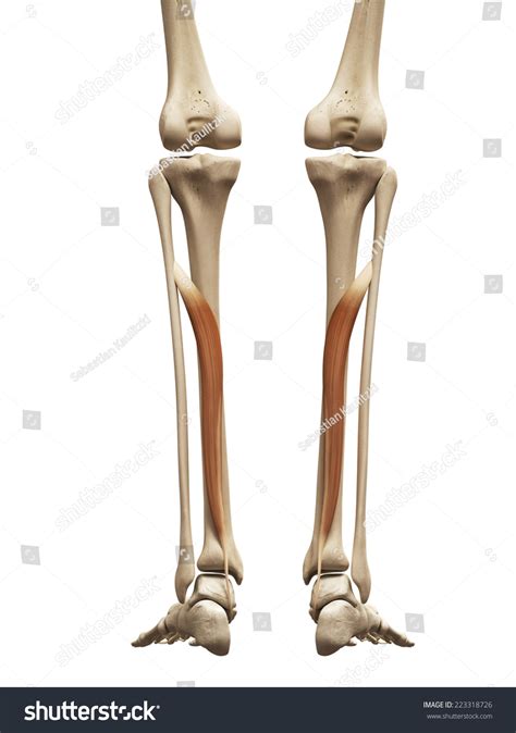 Flexor Digitorum Longus Foot
