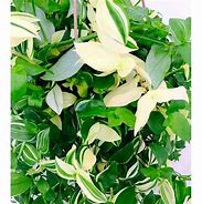 Image result for Wandering Jew Hanging Plant