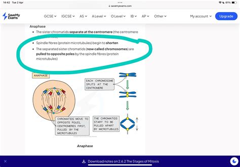 Chromatids vs chromosomes : r/biology