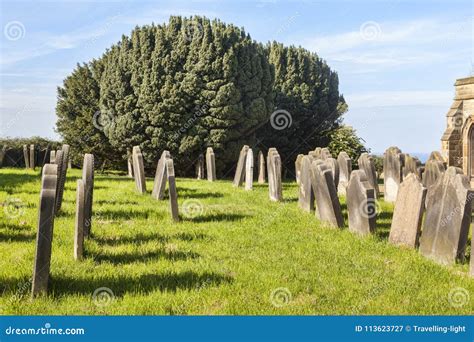 Beyond The Graveyard: How Are Yew Trees Used Today?