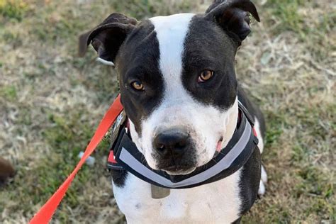 Black And White Pitbull: A Sweetheart That Breaks Stereotypes