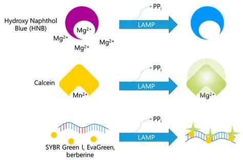 Principles and Applications of Loop-Mediated Isothermal Amplification to Point-of-Care Tests