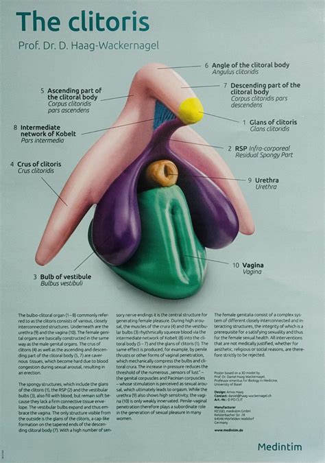 The Clitoris Plus Poster - CMT Medical