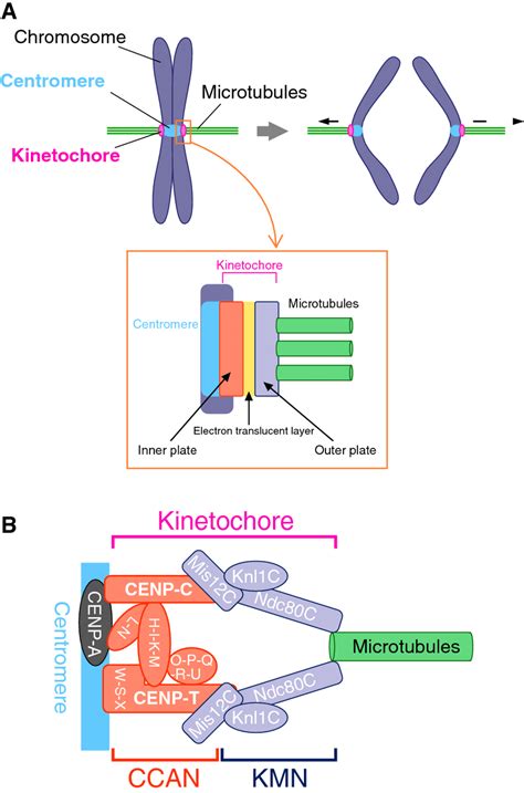The kinetochore in M-phase. a Mitotic chromosome segregation and a ...