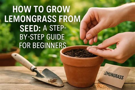 How To Grow Lemongrass From Seed: A Step-by-Step Guide For Beginners