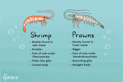 The Difference Between Shrimp and Prawns