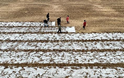 安徽亳州：小雪时节农事忙-人民图片网
