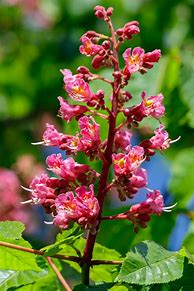 Image result for Spring Flowers with Bunnies