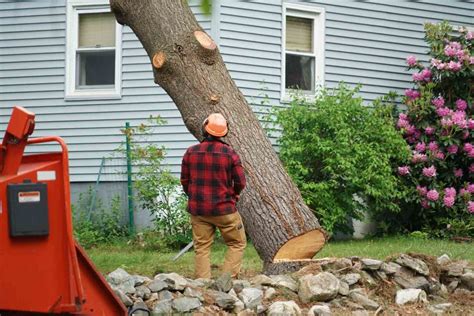 Local Tree Removal Companies 的图像结果
