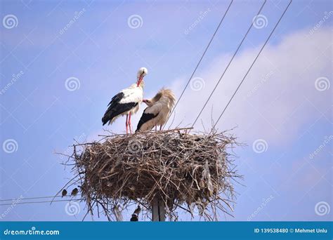 Image result for Foreshadow of Spring