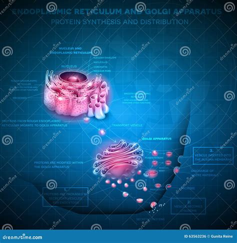 Endoplasmic Reticulum and Golgi Apparatus Stock Vector - Illustration ...