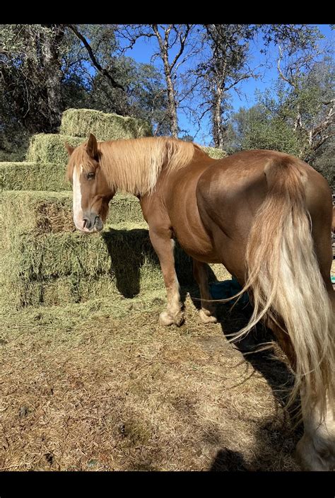 | Border Horse Slaughter Rescue