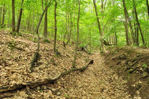 Image result for Scene Spring Trees