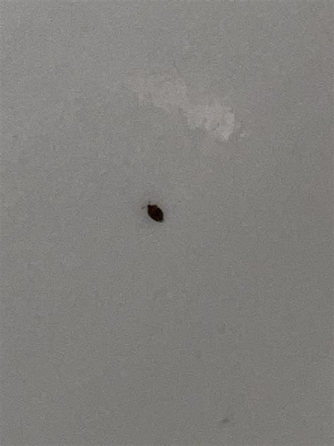 help identifying this very very tiny bug found in bathroom sink? was so ...