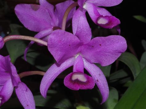 Guarianthe Dressler & W.E.Higgins | Plants of the World Online | Kew ...
