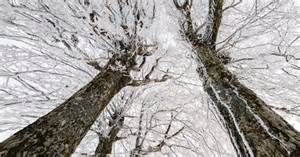 Image result for Trees Explode Cold