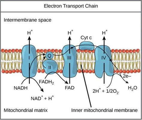 Image result for Electroconcentration Gradient