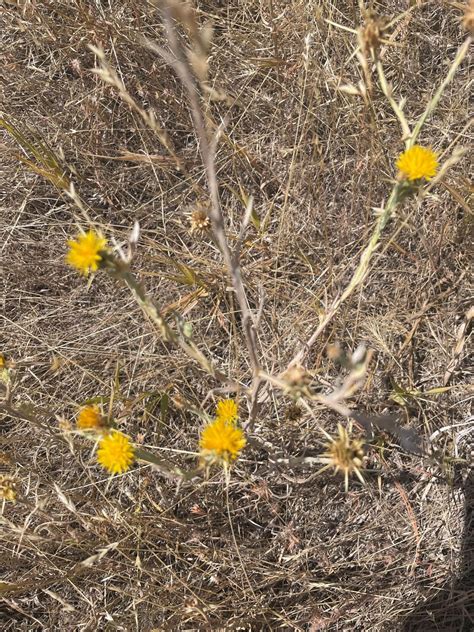 Garden Clippings: Yellow star thistle — a hardy, invasive species | Community ...