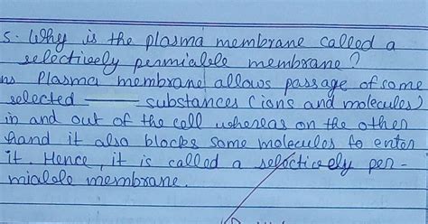 Why plasma membrane called a selectively permeable membrane?(in brief ...