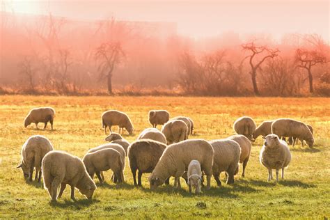 landscape, outdoors, land, animal, 4K, flock of sheep, sheep face ...