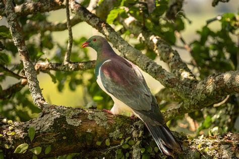 Discover the Fascinating Native Birds of New Zealand