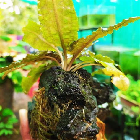 Cryptocoryne Tropica Aquatic Plant for Aquariums / Ponds -PIRO001CT ...