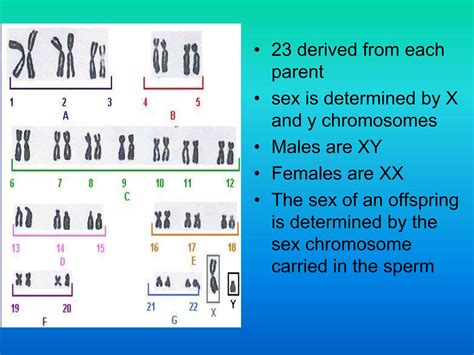 Introductiontokaryotyping.pptx
