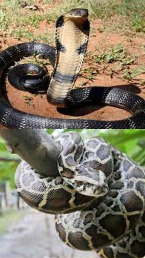 Image result for Konigskobra vs Python