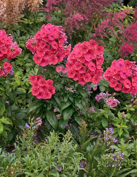 Tall Garden Phlox - Fragrant, Breathtaking & Sturdy - Powerful Perennials