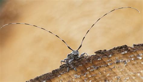 Names Of Antennae Insects at Philip Mayers blog