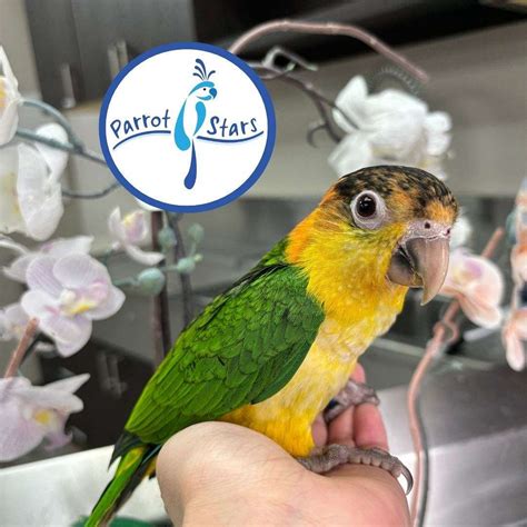 Baby White Bellied Caique Available at Parrot Stars!
