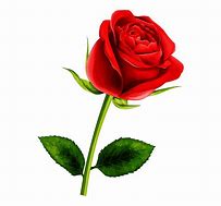 Image result for Printable Picture of Red Roses