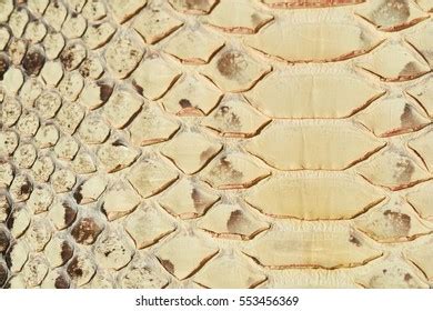 Image result for Embroider Python Skin
