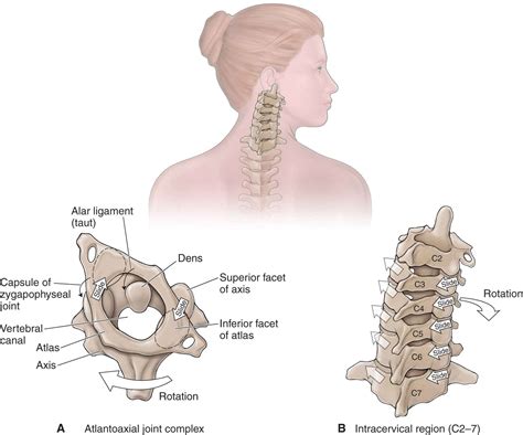 Image result for Cervical Rotators