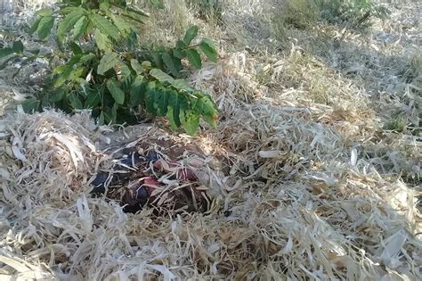 Lamang-loob ng nakaw na baka, iniwan sa bukid | ABS-CBN News