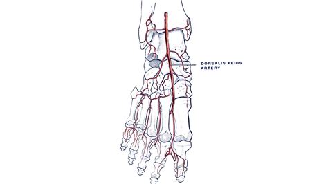 Dorsalis pedis artery